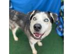 Adopt Skyler a Siberian Husky