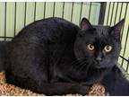 Adopt Hiccup a Domestic Short Hair