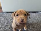 Adopt Jasper a Pit Bull Terrier, Mixed Breed