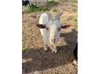 Adopt Boudreaux a Goat