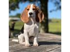 Beagle Puppy for sale in Chillicothe, MO, USA