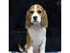 Beagle Puppy for sale in Chillicothe, MO, USA
