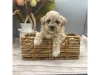Shih-Poo Puppy for sale in El Dorado Springs, MO, USA