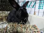 Adopt Puma a Bunny Rabbit