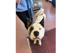 Adopt Ghost a Akita