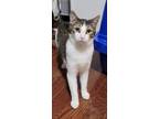 Adopt Stanley (m) 1.yrs old tabby/ white a Tabby, Domestic Short Hair