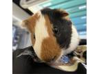 Adopt Pancake a Guinea Pig