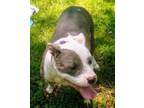 Adopt Gentle, Loyal ACE a American Staffordshire Terrier