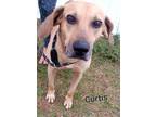 Adopt Curtis a Black Mouth Cur, Hound