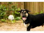Adopt Sheppy a Mixed Breed