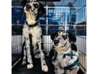Adopt Avery a Labrador Retriever, Great Dane