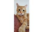 Adopt Butternut a Domestic Short Hair