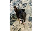 Adopt Gusty a American Staffordshire Terrier, Pit Bull Terrier