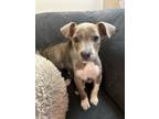 Adopt Harrison a American Staffordshire Terrier, Pit Bull Terrier