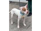 Adopt Patches a Mixed Breed