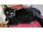 Adopt Pico de Gato a Domestic Medium Hair