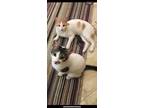 Adopt Dollar and Euro a Turkish Van