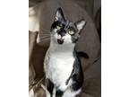 Adopt Peter Fonda a Domestic Short Hair