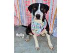 Adopt Holly a Pointer, Greater Swiss Mountain Dog