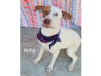 Adopt Molly a Pointer