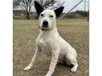 Adopt Bessie a Australian Cattle Dog / Blue Heeler, Husky