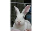 Adopt Curacoa / Sambuca a Bunny Rabbit