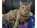 Adopt Kikkan a Domestic Short Hair