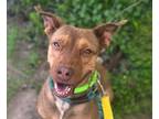 Adopt NOVA a Pit Bull Terrier, Rhodesian Ridgeback