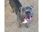 Adopt BLUE RUBY a Pit Bull Terrier, Mixed Breed