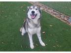 Adopt MALAYA a Siberian Husky