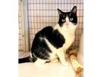 Adopt Luna a Domestic Short Hair