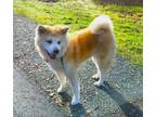 Adopt Hiromi a Akita