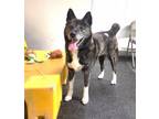 Adopt Emi a Akita