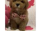 Poodle (Toy) Puppy for sale in Beverly Hills, CA, USA