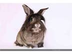 Adopt LADYBUG a Bunny Rabbit