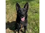 Adopt NORA a Australian Kelpie, Mixed Breed