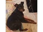 Adopt COOKIE-Special Needs a Miniature Pinscher