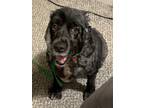 Adopt Kora M 24014 a Cocker Spaniel