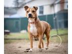 Adopt Ladybug a Pit Bull Terrier