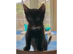 Adopt Amelia a Domestic Short Hair