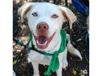 Adopt Corolla a Labrador Retriever