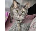 Adopt Missy a Domestic Short Hair