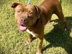 Adopt VIOLET a American Staffordshire Terrier, Mixed Breed