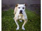 Adopt NALA a Pit Bull Terrier