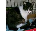 Adopt Oreo a Domestic Short Hair