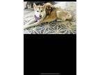 Adopt Khalessi a German Shepherd Dog