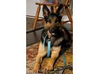 Adopt Athena a German Shepherd Dog