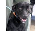 Adopt Ginny a Labrador Retriever, Boykin Spaniel