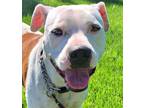 Adopt Duchess - (Adoption Sponsored) a Pit Bull Terrier