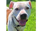 Adopt Duchess - $135 a Pit Bull Terrier
